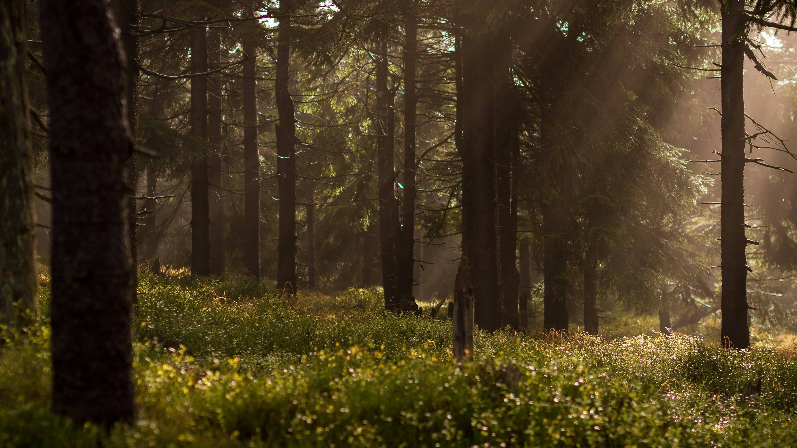 Wake up in nature - Gasthof Lafette