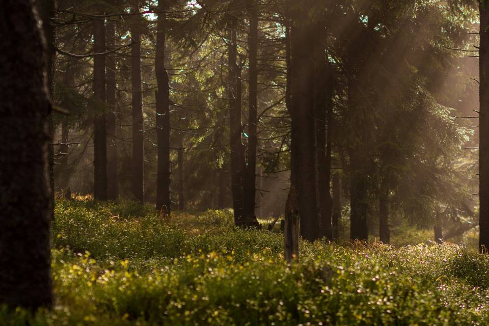 Explore the Black Forest: Our region - Gasthof Lafette